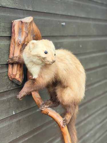 Vintage taxidermy pine marten - vintage,