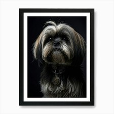 Lhasa Apso Dog Advanced Age