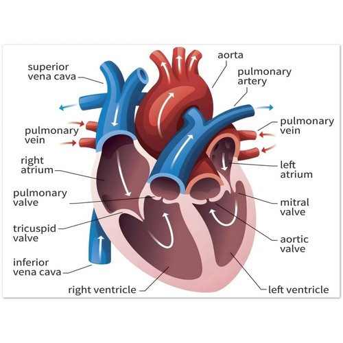 Human heart anatomy diagram - heart,