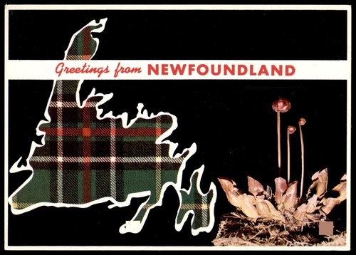 Vintage newfoundland canada - vintage,