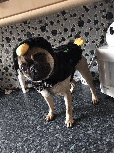 Dogs penguin suit fancy - dogs,