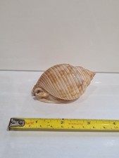 Sea shell Semicassis bisulcata japonica 30mm