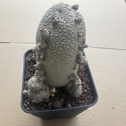 Rare plant cacti pseudolithos - cacti,