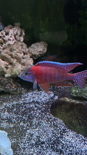 Cichlids for sale - ,, aulonocara