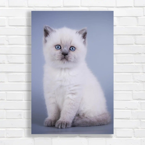 Adorable ragdoll kitten - ragdoll,