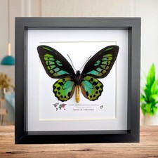 Ornithoptera Priamus Priamus