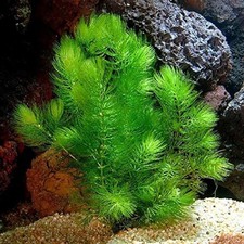 Hornwort pond weed - 6x, &
