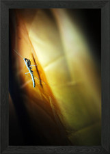 Baby Praying Mantis Framed