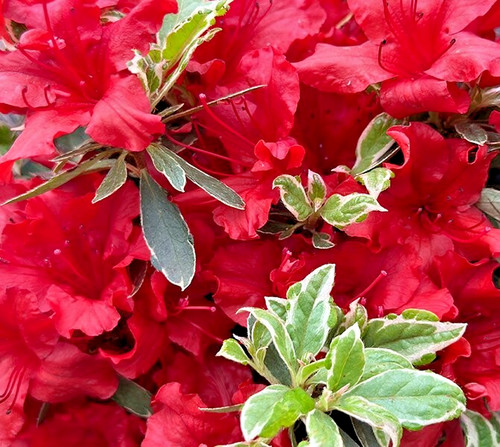 Azalea hot shot japanese - azalea,