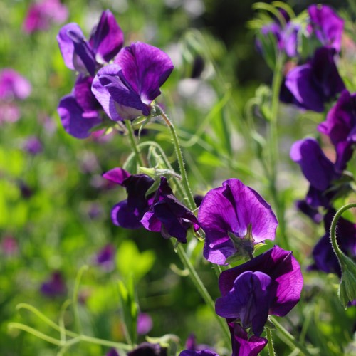 Sweet pea lord - lord, 30