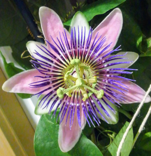 Passiflora belotti rare - belotti, |rare