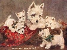 WEST HIGHLAND WHITE TERRIER