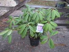 Rhododendron Lees dark purple 10L 65-75x105cm EXACT ITEM OFFER