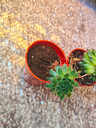 Live potted sempervivum hens - sempervivum,