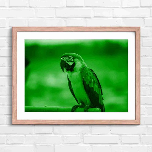 Blue and gold macaw bird - blue,