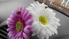 Cute gerbera daisy dashboard - cute,