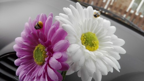 Cute gerbera daisy dashboard - cute,