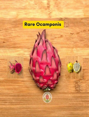 Dragonfruit ocamponis cuttings - ocamponis,