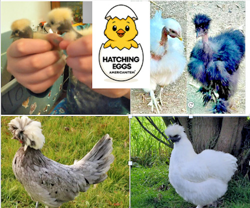 Fertile chicken barnyard - fertile,