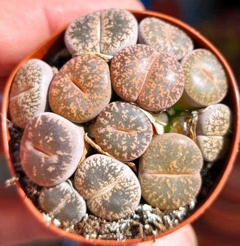 Lithops stunning - (pot,