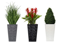 High Gloss Shiny Glazed Large