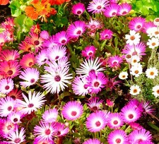 Flower - Mesembryanthemum