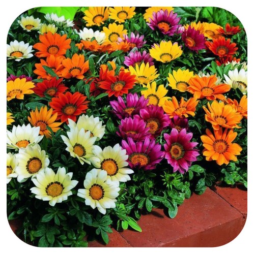 Gazania kiss mixed mini - gazania,