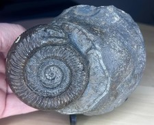 Whitby Carved Snakestone Ammonite Pyrite Fossil:  Jurassic Curio St Hilda