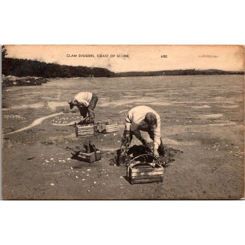 Clam diggers coast maine - clam,