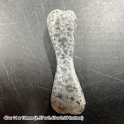 Fossil dinosaur bone - bone,