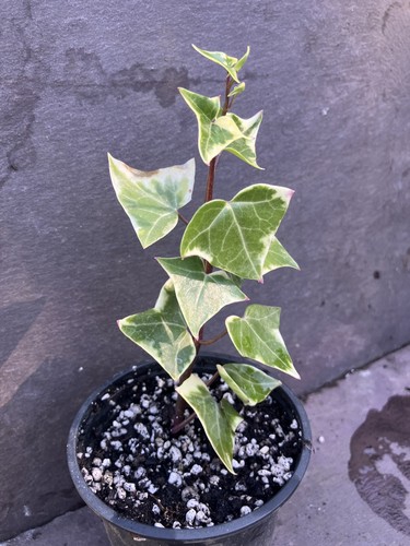 Senecio macroglossus - senecio,
