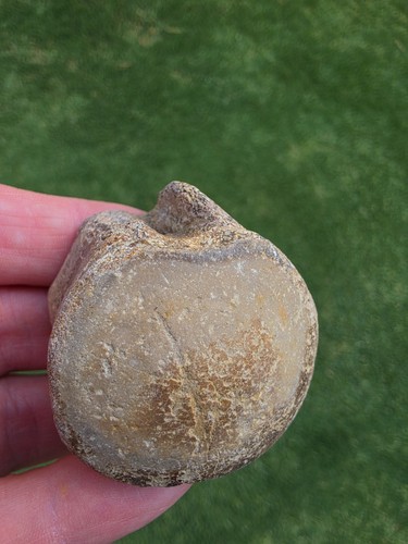Mosasaur vertebrae ozan - vertebrae,