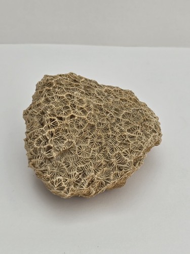 Fossil coral scleractinian - fossil,