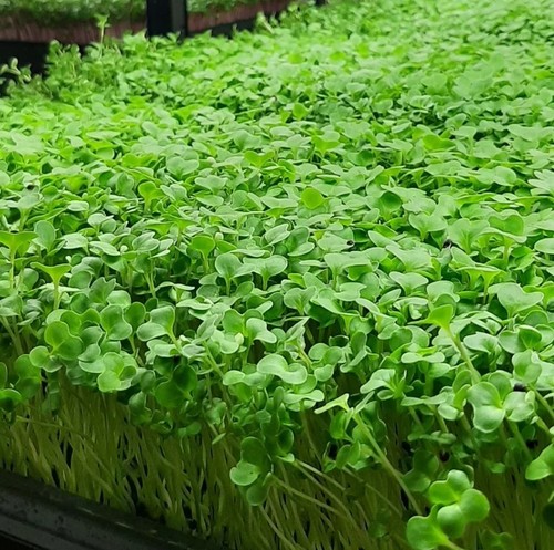 Microgreen seeds broccol - seeds,