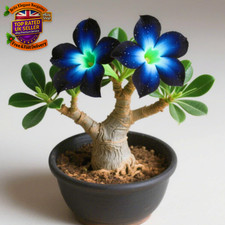 Adenium Obesum Plants UK Best