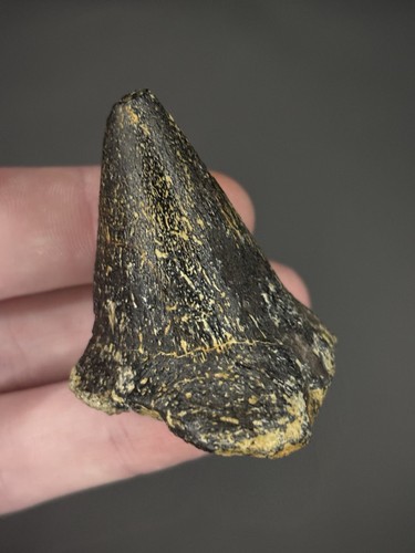 Spicomellus rare - spicomellus, “rare