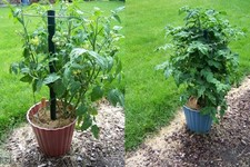 TOMATO - GARTENPERLE- 50 SEEDS