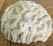 Vintage Large Brain Coral Fish Tank Aquarium Decoration