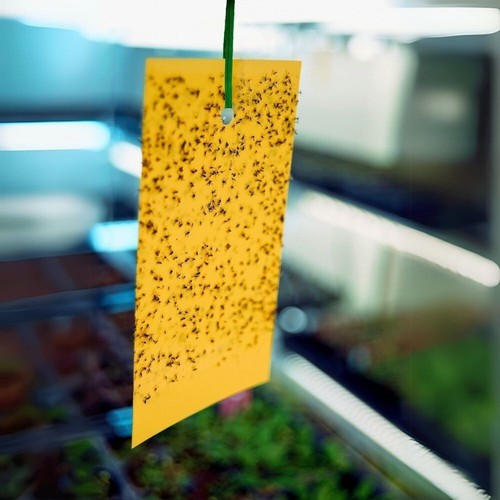 Yellow sticky insect traps - yellow,