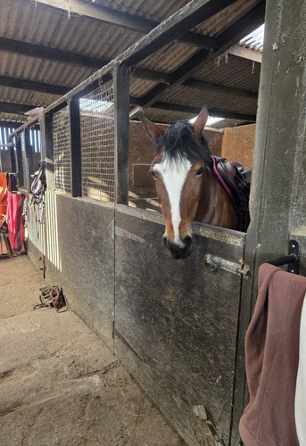Horse stable box - horse, stall