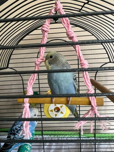 Parakeet toy mystery box - 10,