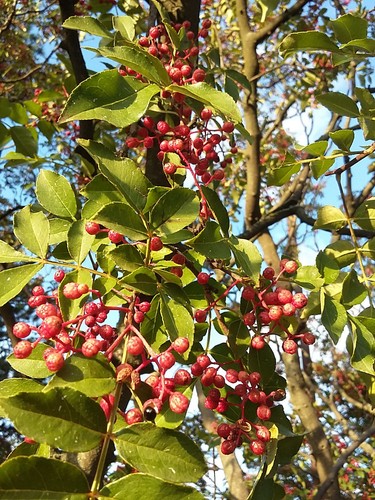 Zanthoxylum simulans rare - zanthoxylum,