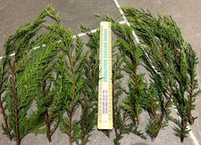 Fresh Cut Real Evergreen