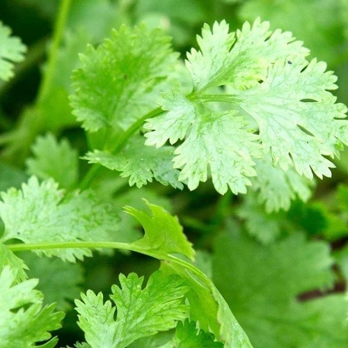 Organic coriander plug - organic,