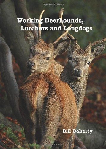 Working deerhounds lurchers - working, deerhounds,