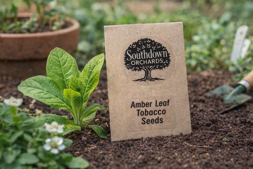 Amber leaf tobacco - tobacco, seeds