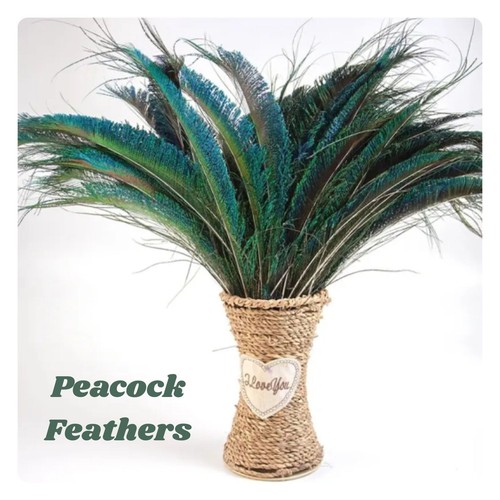 10pcs natural peacock feathers - peacock,