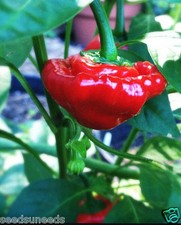 Jamaican Hot Red Chilli Chili Chile Pepper Seeds UK SELLER