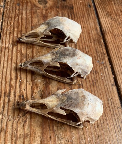 Taxidermy skull - x,