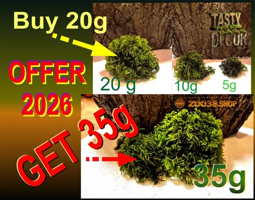Java moss high grade live - java,